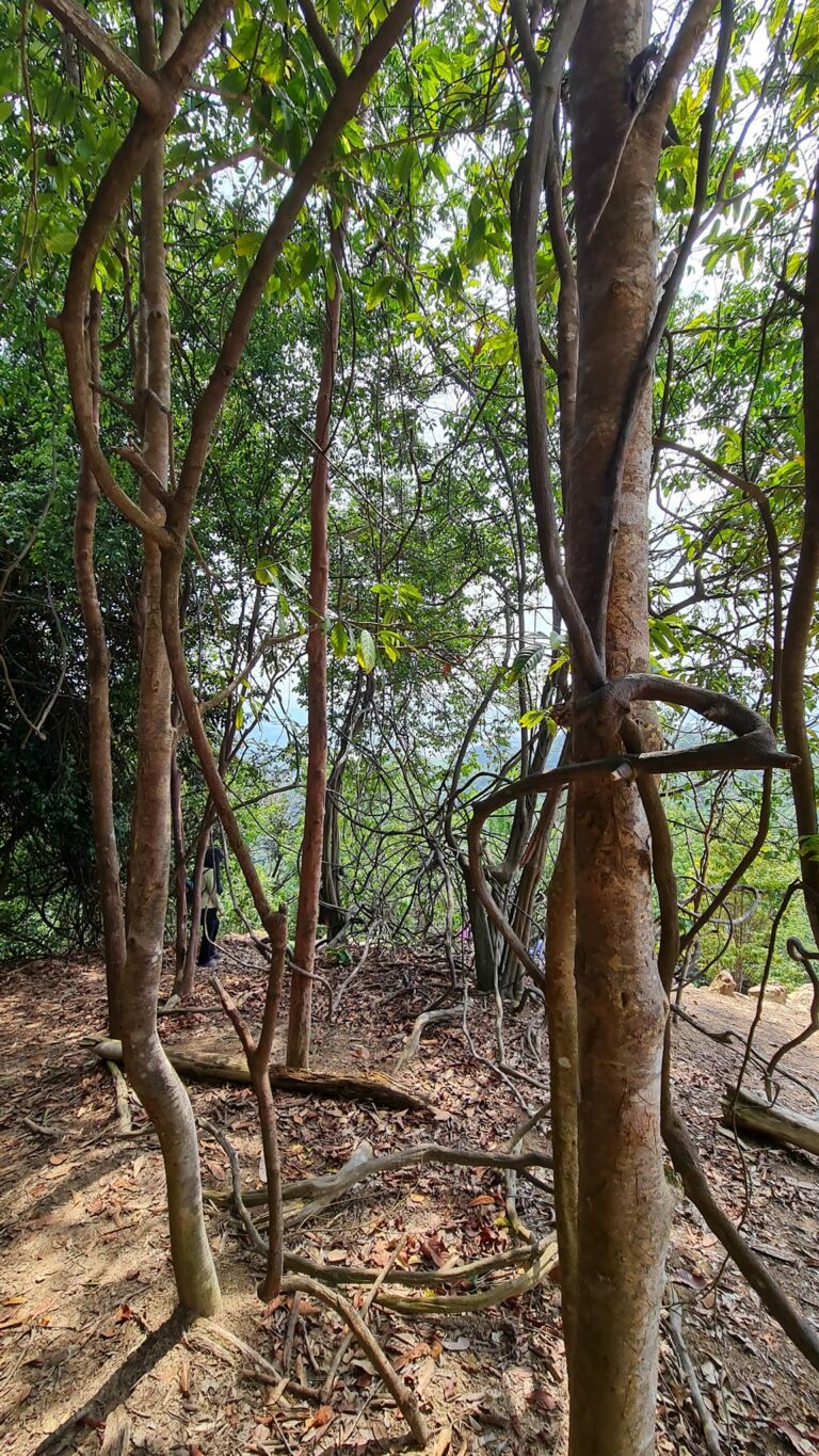 Bangkit Melangkah Terus Ke Puncak - 4