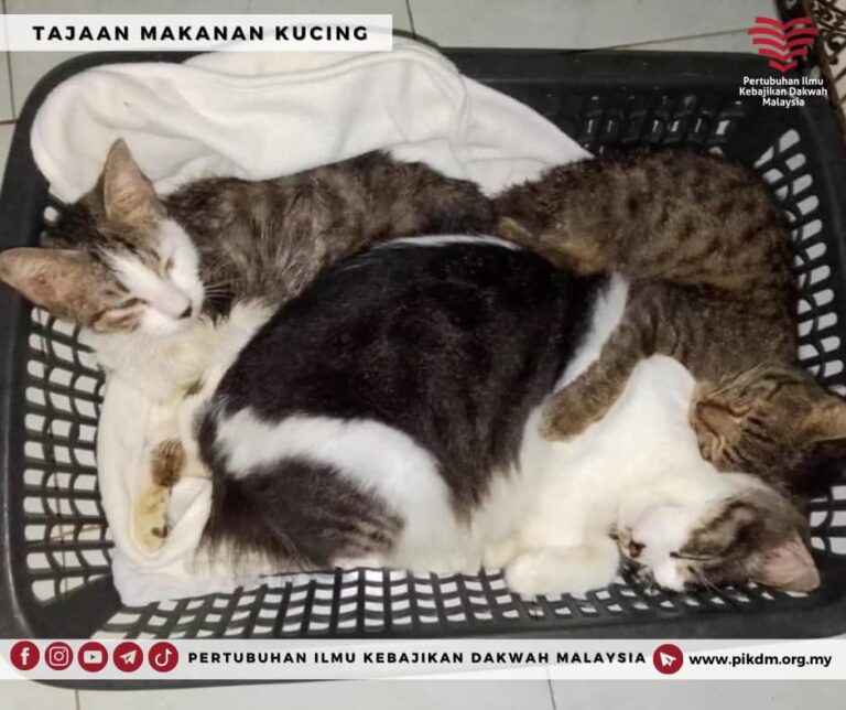 Tajaan Makanan Kucing Wawa Cats Laporan Bulanan (1)