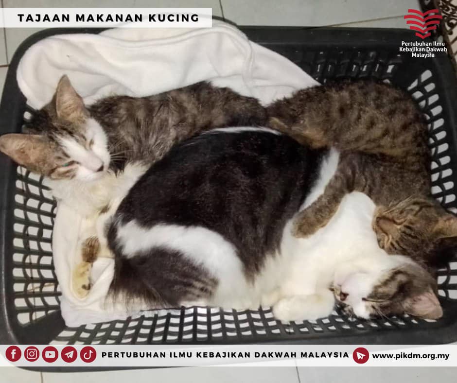 Tajaan Makanan Kucing Wawa Cats Laporan Bulanan (1)