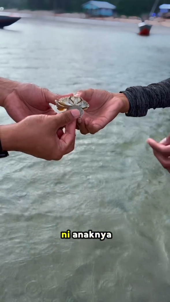 Ketam Pun Sayang Anak