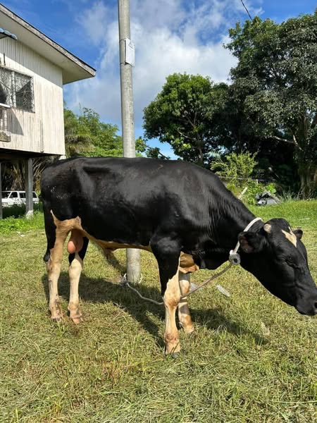 Ringkasan program ibadah korban sedekah daging telupid, sabah (12)