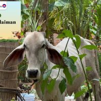 Laporan Ringkas Korban PIKDM 1446H / 2025 – Cambodia Rokha Knor