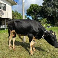 Ringkasan program ibadah korban sedekah daging telupid, sabah (12)